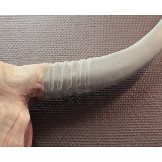 Tête de Buffle en Teck - WHITE BUFFALO