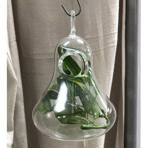 Lot de 2 vases à suspendre terrarium verre transparent - GLASSSBOX
